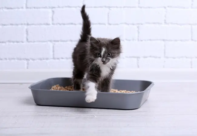 Qual a melhor areia para seu gato? Descubra o que funciona de verdade e o que evitar.