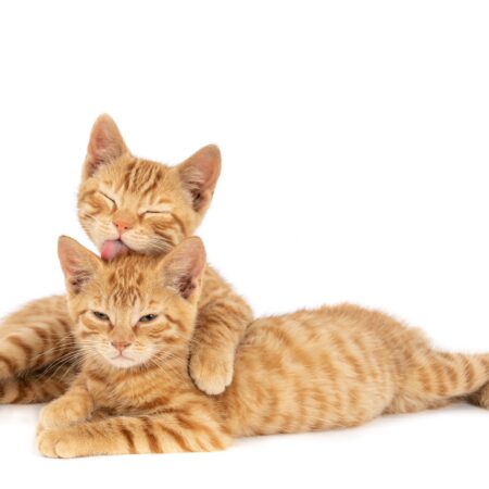 Antiparasitários e Vermífugos para Gatos: Qual e Como Escolher o Melhor