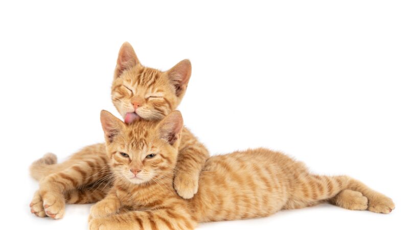 Antiparasitários e Vermífugos para Gatos: Qual e Como Escolher o Melhor