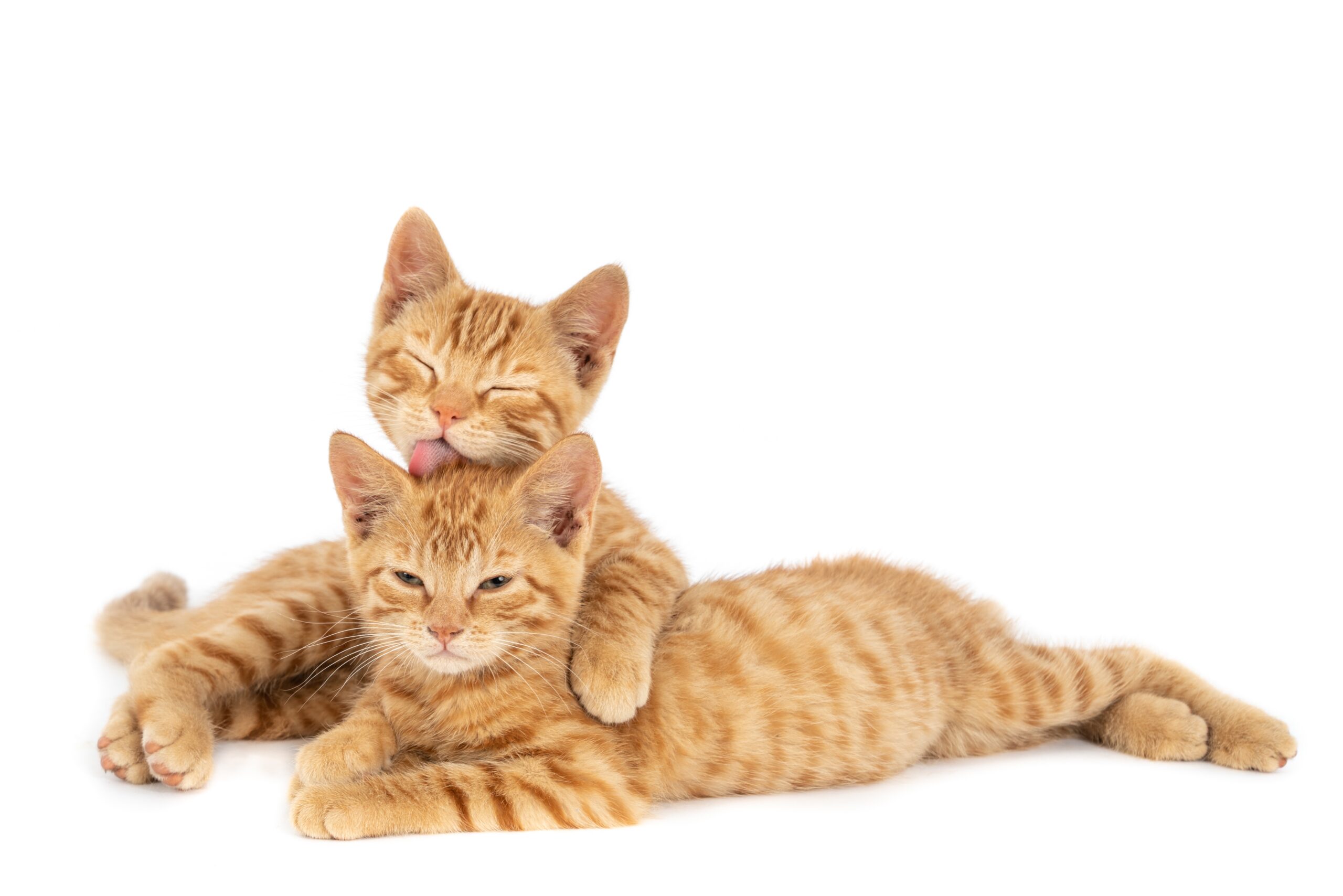 Antiparasitários e Vermífugos para Gatos: Qual e Como Escolher o Melhor