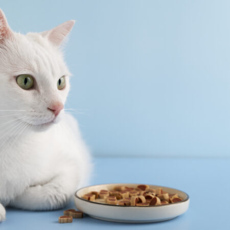 As 5 Melhores Rações para Gatos em 2025: Guia Completo para Saúde e Economia