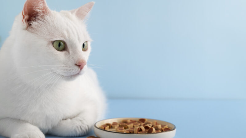 As 5 Melhores Rações para Gatos em 2025: Guia Completo para Saúde e Economia