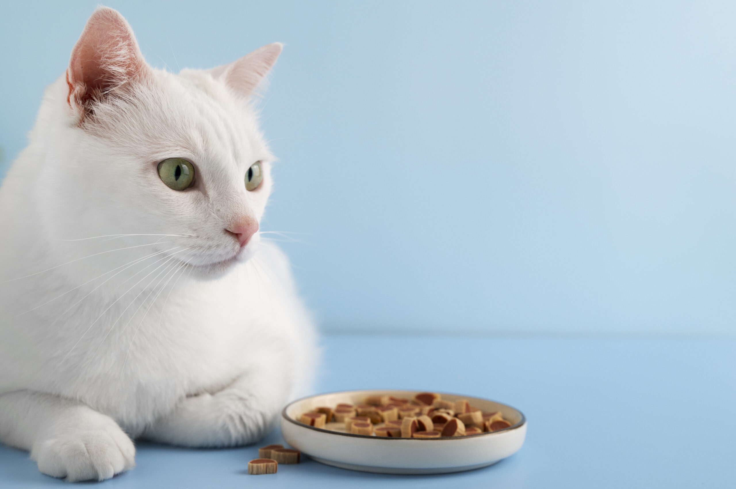 As 5 Melhores Rações para Gatos em 2025: Guia Completo para Saúde e Economia